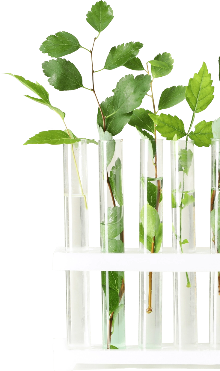 image of Nutrigenesis® lab grown plants in a test tube